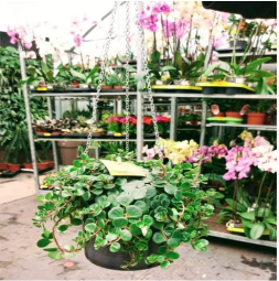 ГРИН ПЛАНЕТ